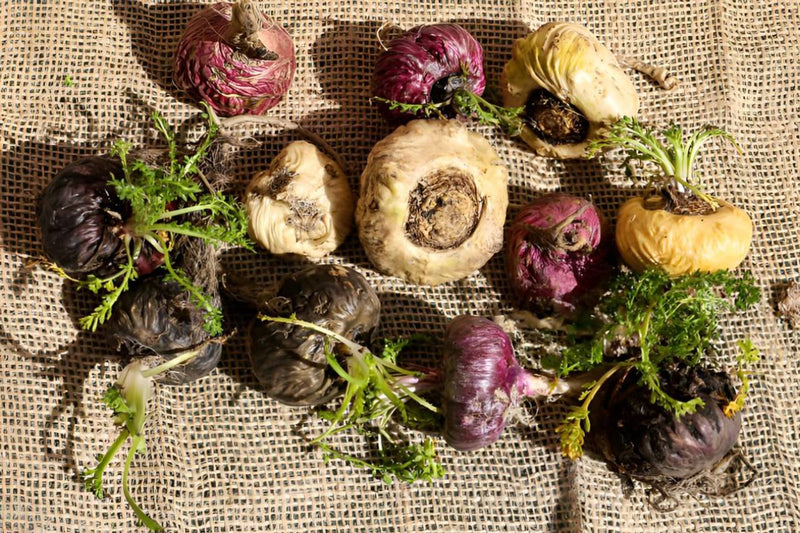 Bubos de maca peruana